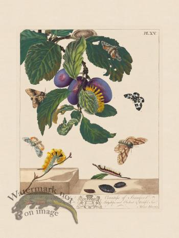 Moses Harris Insects 15